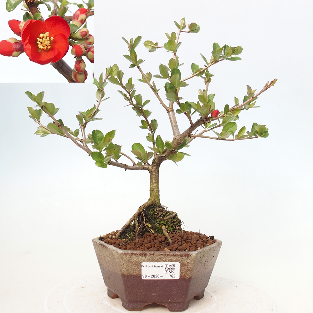 Outdoor bonsai - Chaneomeles sup. Nicoline - Pigwa