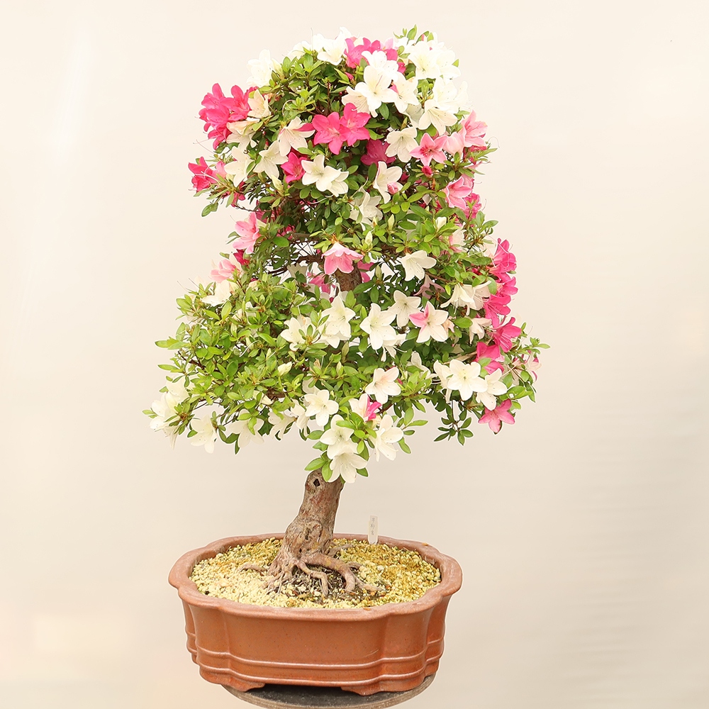 Bonsai zewnętrzne - Azalia japońska - Azalia Sayaka