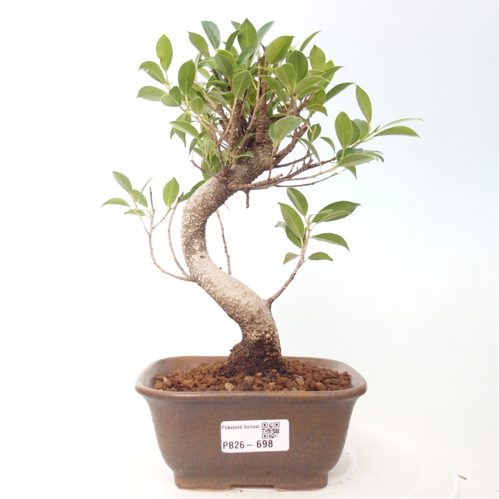 Pokój bonsai - Ficus retusa - figowiec drobnolistny