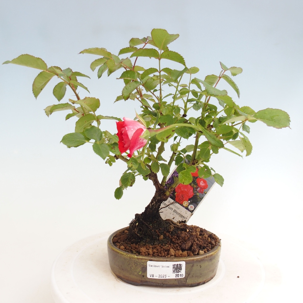 Bonsai na zewnątrz - Rosa Kordes - róża 