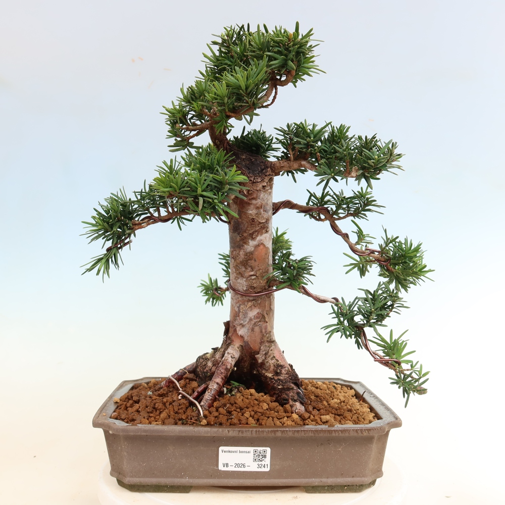Bonsai ogrodowe – Taxus cuspidata – cis japoński