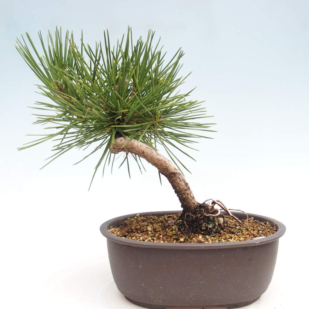 Bonsai ogrodowe - Pinus thunbergii - Sosna Thunbergia