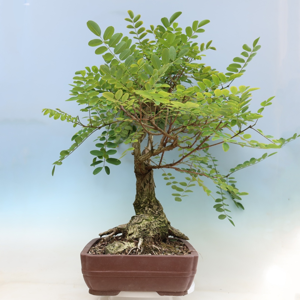 Bonsai ogrodowe – trnówka akacjowa – Robinia pseudoacacia