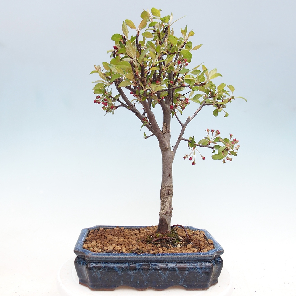 Outdoor bonsai - Malus domestica - Jabłoń czerwonolistna o małych owocach