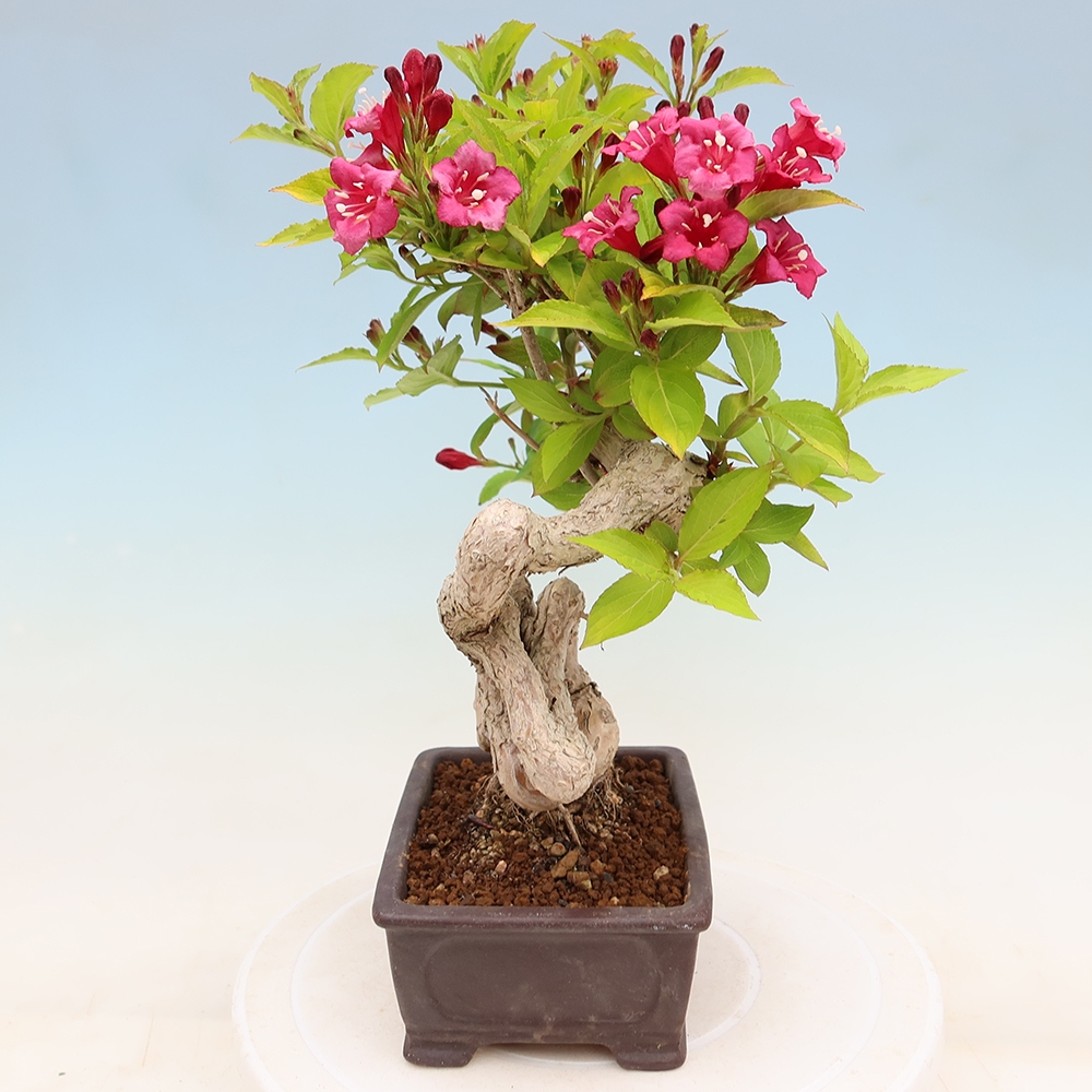 Bonsai ogrodowe – Weigela subsessilis – Weigela koreańska