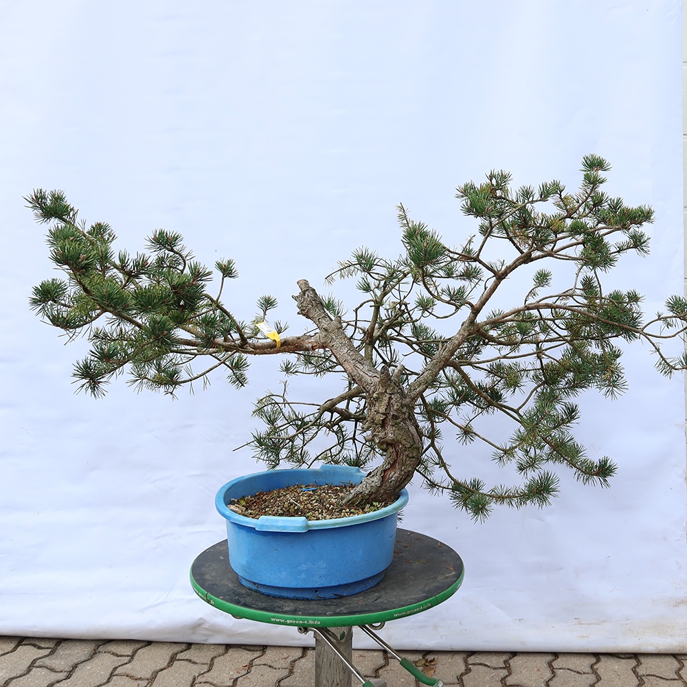 Pinus sylvestris Hiszpania – sosna zwyczajna
