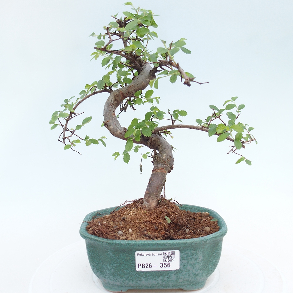 Pokój bonsai - Ulmus parvifolia - Wiąz drobnolistny