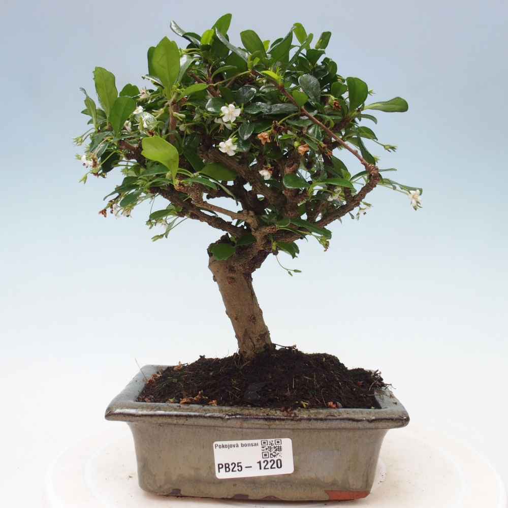 Bonsai wewnętrzne - Carmona makrophylla - Herbata Fuki
