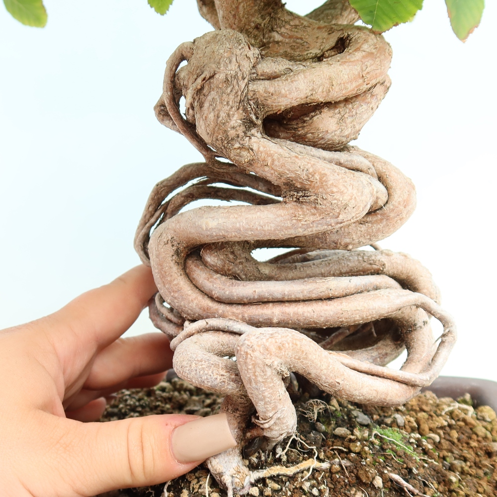 Outdoor bonsai - Carpinus CARPINOIDES - grab koreański