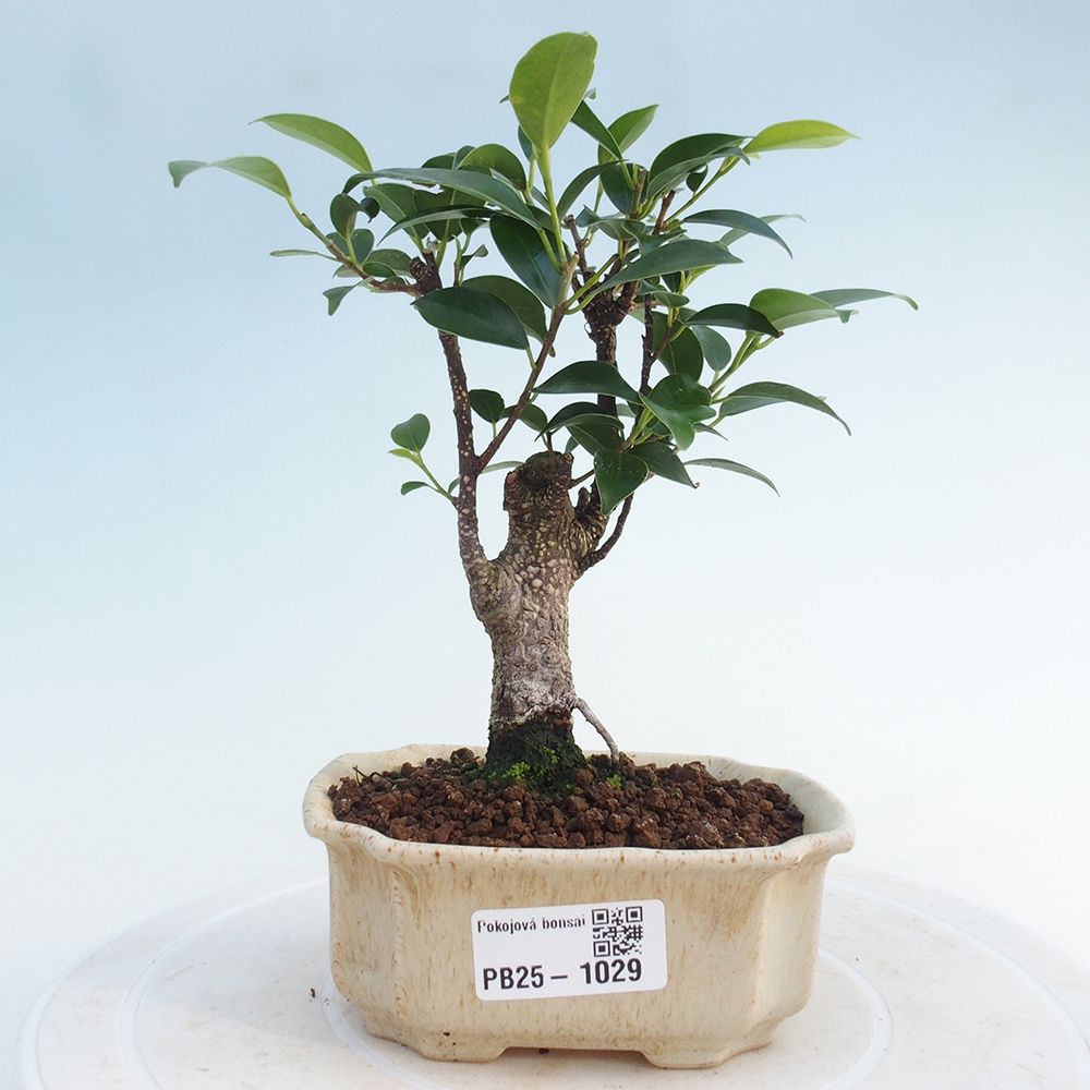 Pokojová bonsai - Ficus retusa - malolistý fíkus