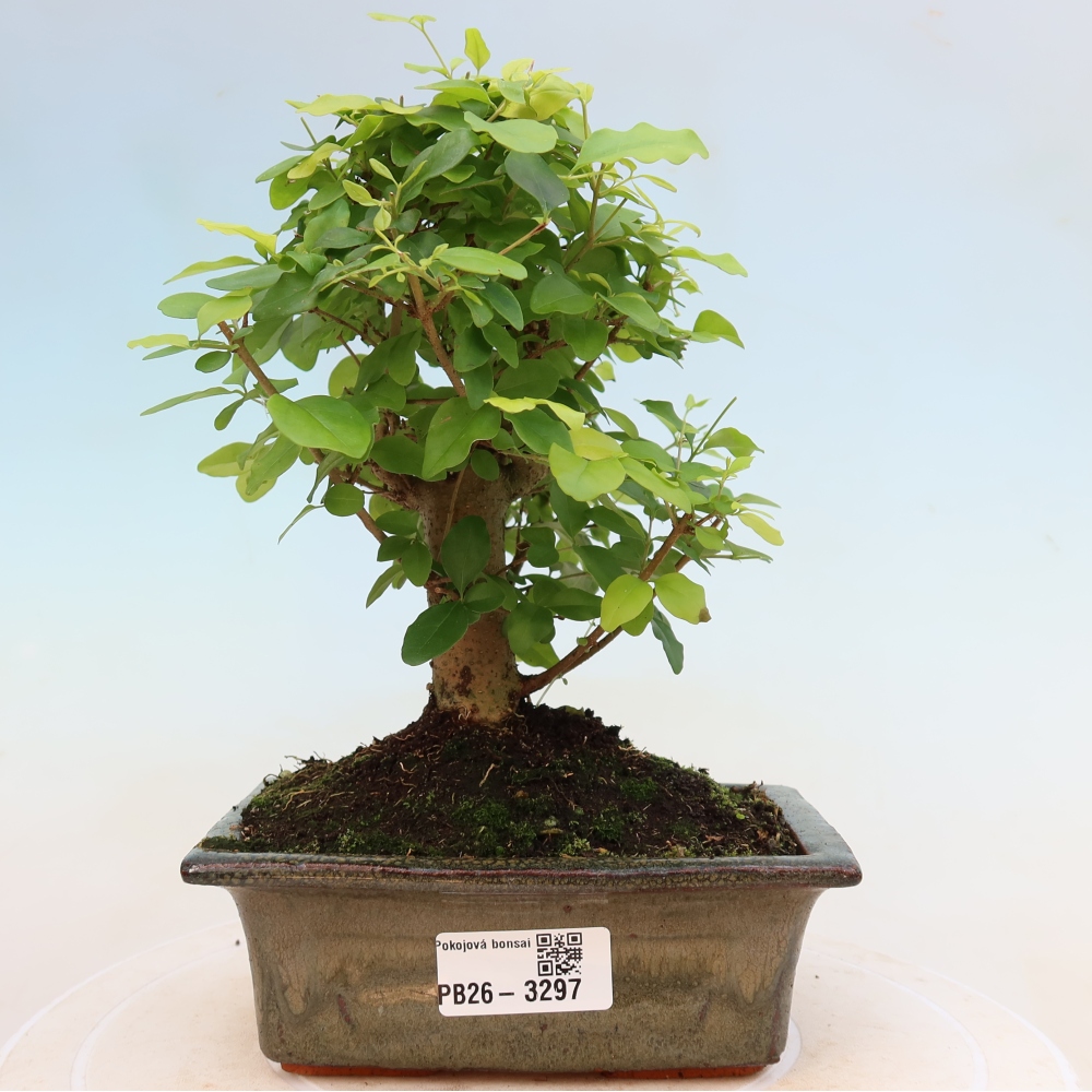 Pokój bonsai - Ligustrum chinensis - Dziób ptaka