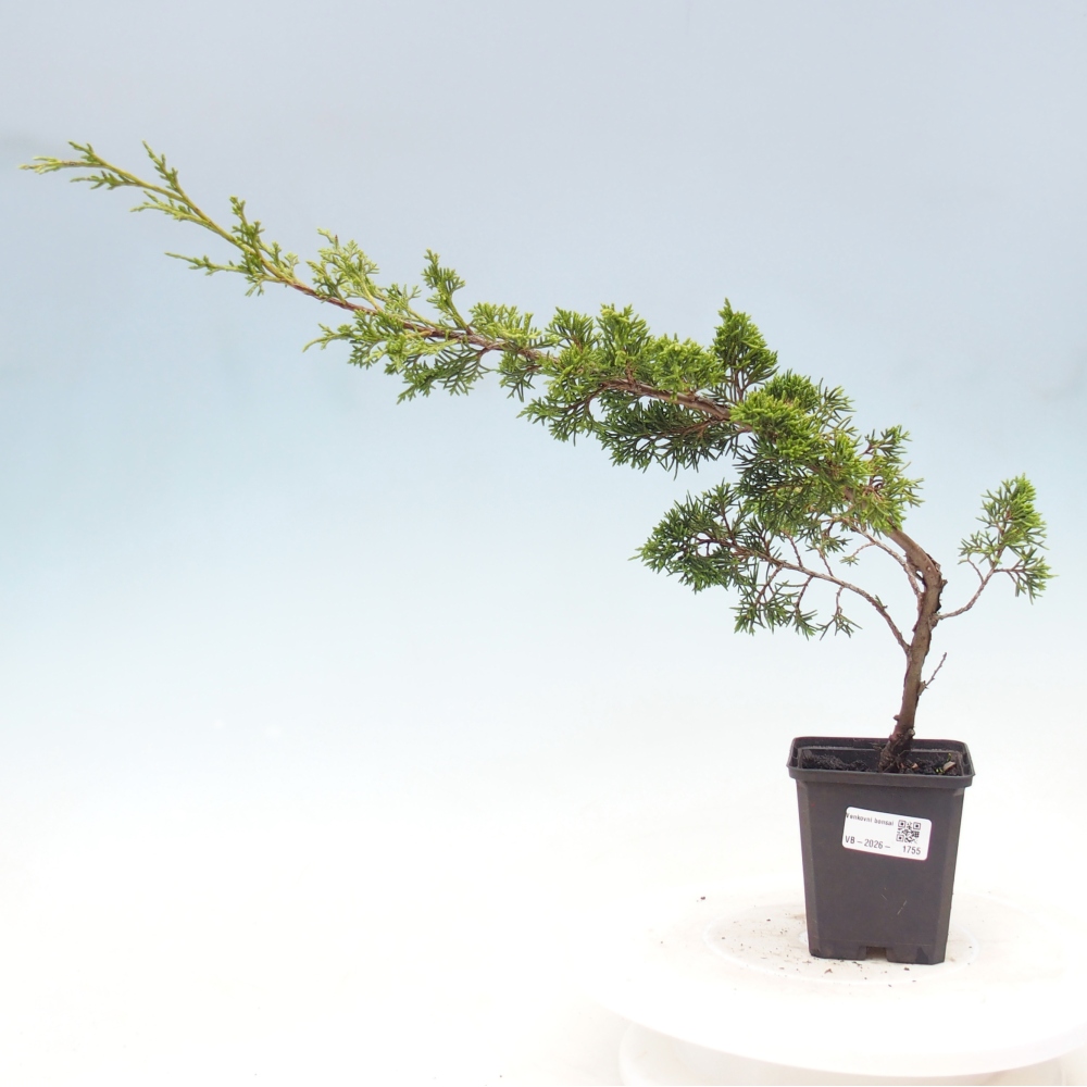 Outdoor bonsai - Juniperus chinensis Itoigawa