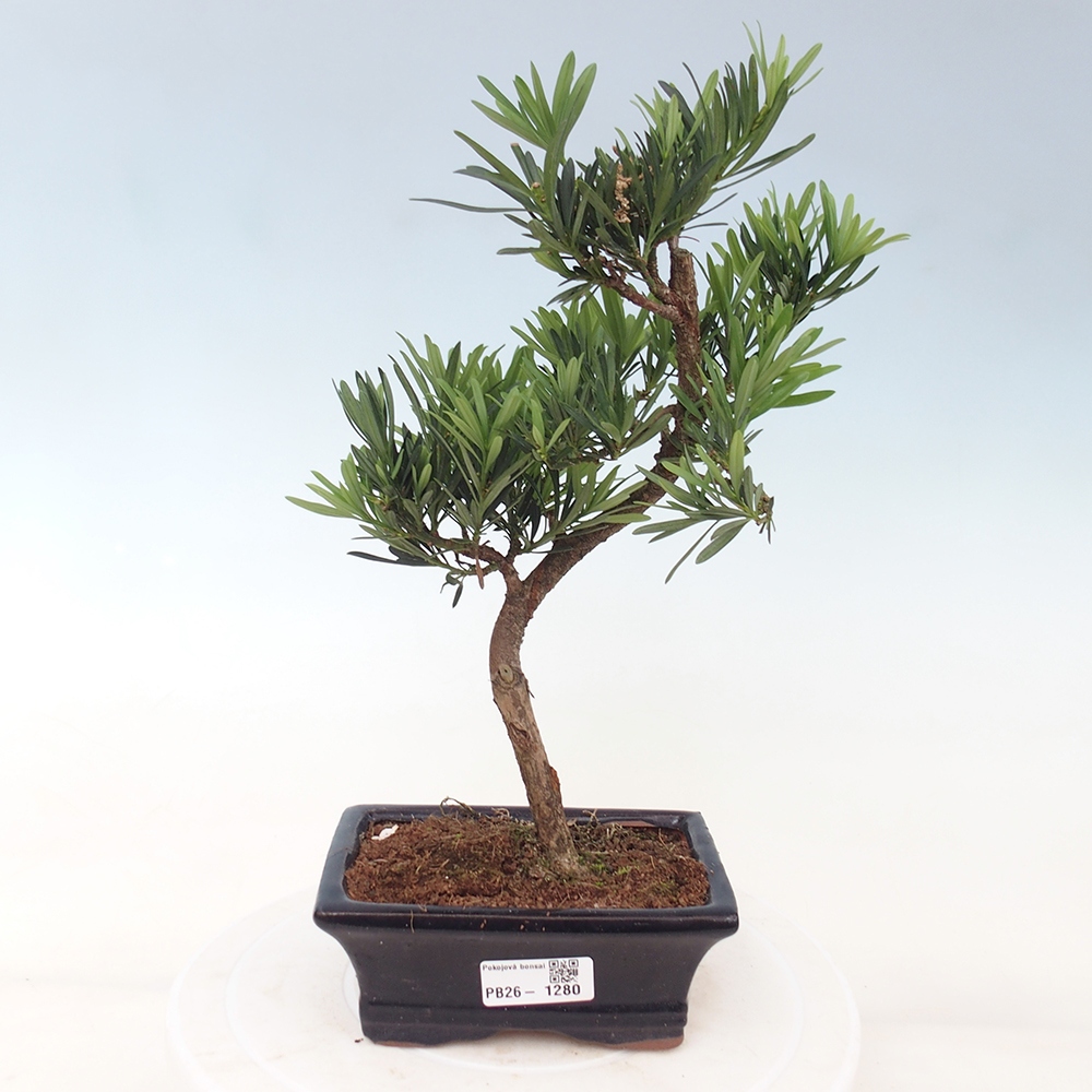 Pokój bonsai - Podocarpus - Kamienny cis