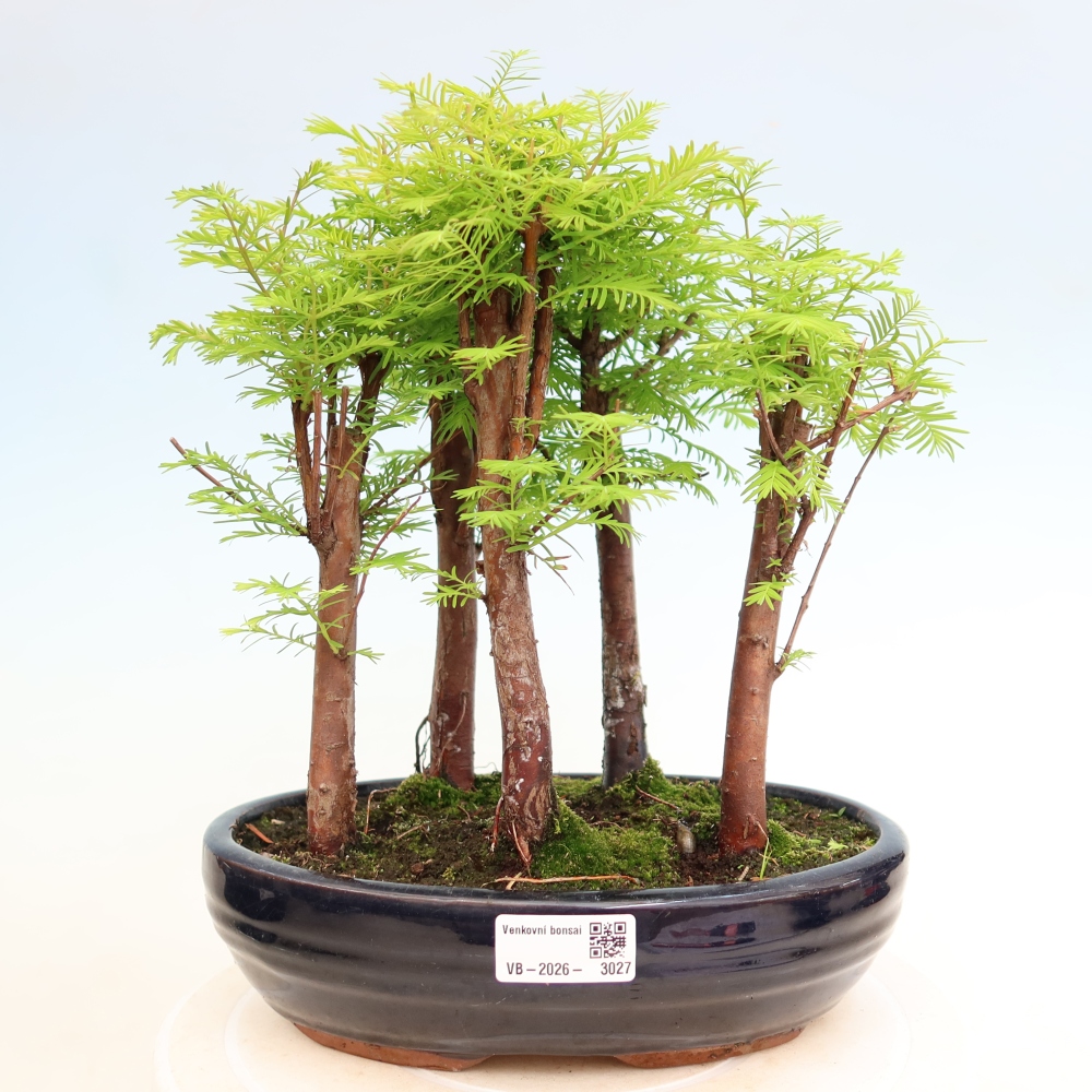 Bonsai ogrodowe – Metasequoia glyptostroboides – metasekwoja chińska – zagajnik