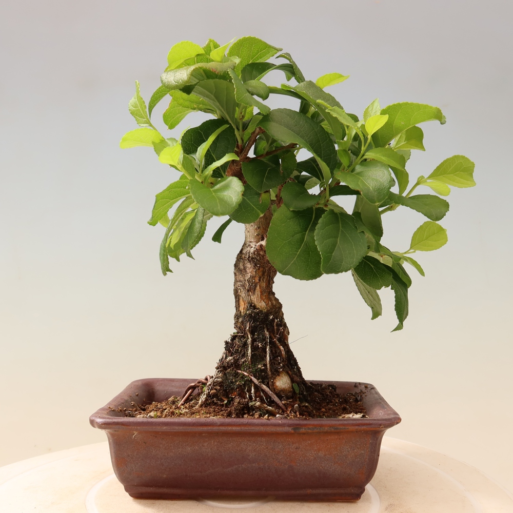 Bonsai zewnętrzne - Celastrus orbiculatus
