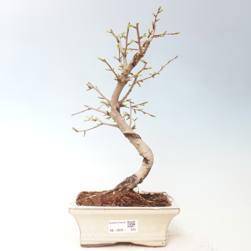 Bonsai zewnętrzne - Pseudolarix amabis-Pseudolarix amabis