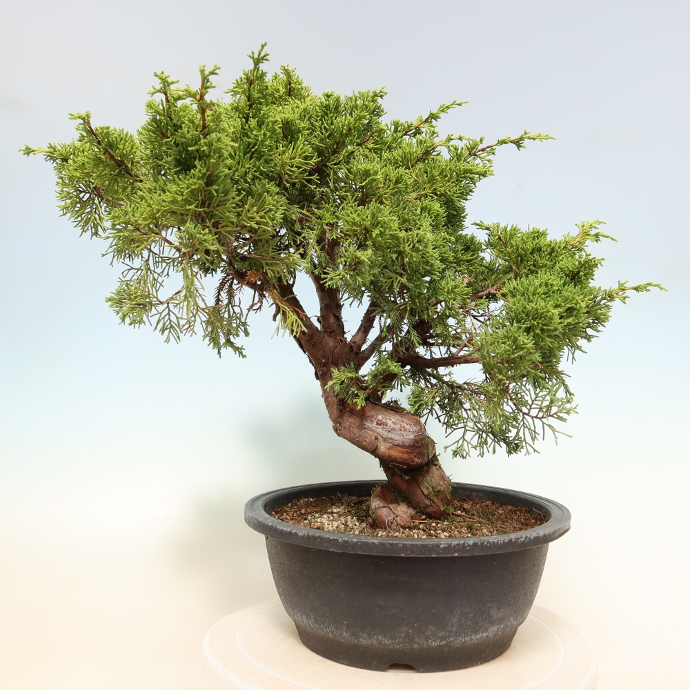 Bonsai ogrodowe – Juniperus chinensis Itoigawa – jałowiec chiński
