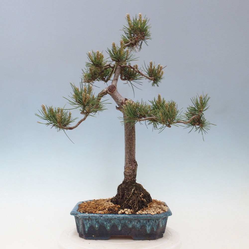 Outdoor bonsai - Pinus Sylvestris - sosna zwyczajna