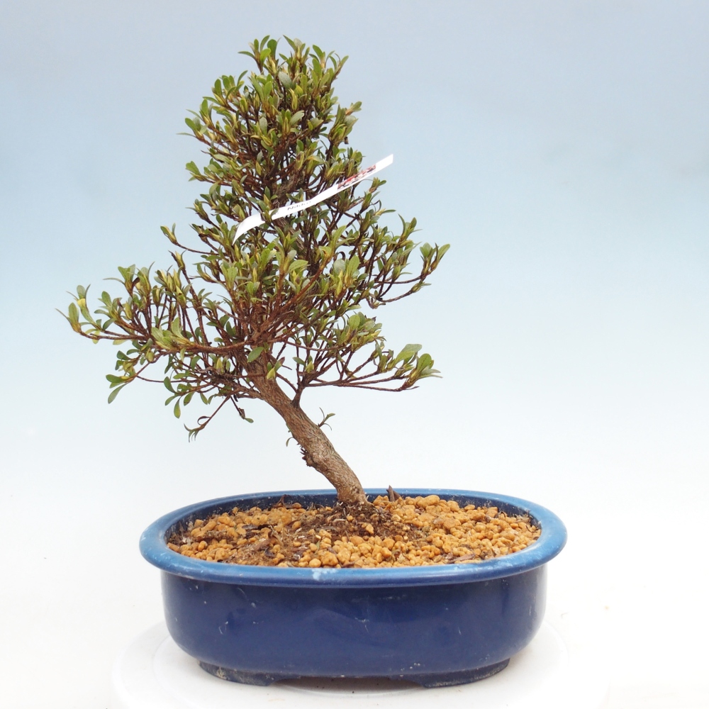 Bonsai zewnętrzne - Azalia japońska - Azalia Nikko