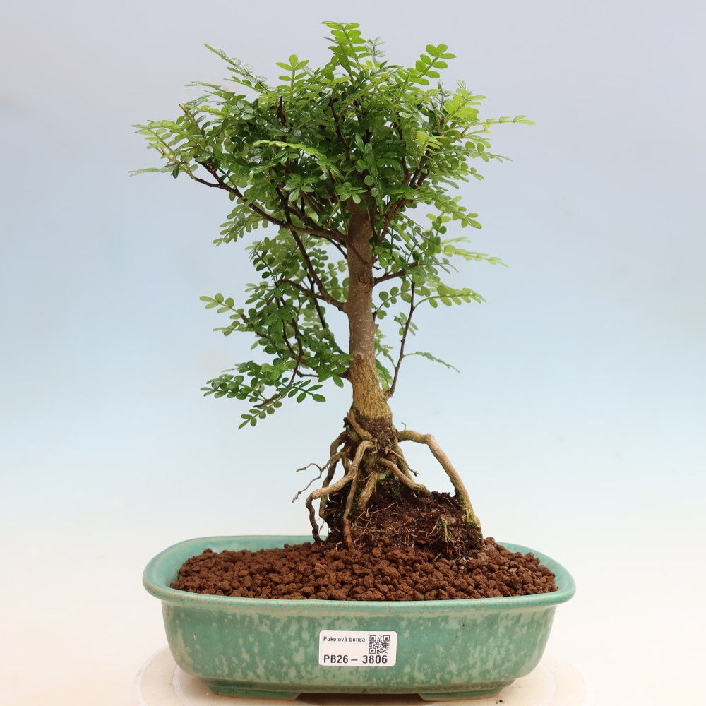 Pokój bonsai - Zantoxylum piperitum - drzewo pieprzowe