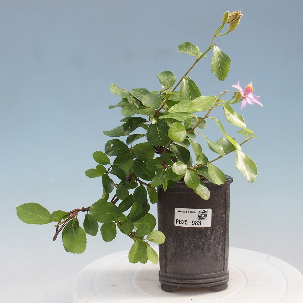 Kryty bonsai - Grewia occidentalis - Lawendowa gwiazda