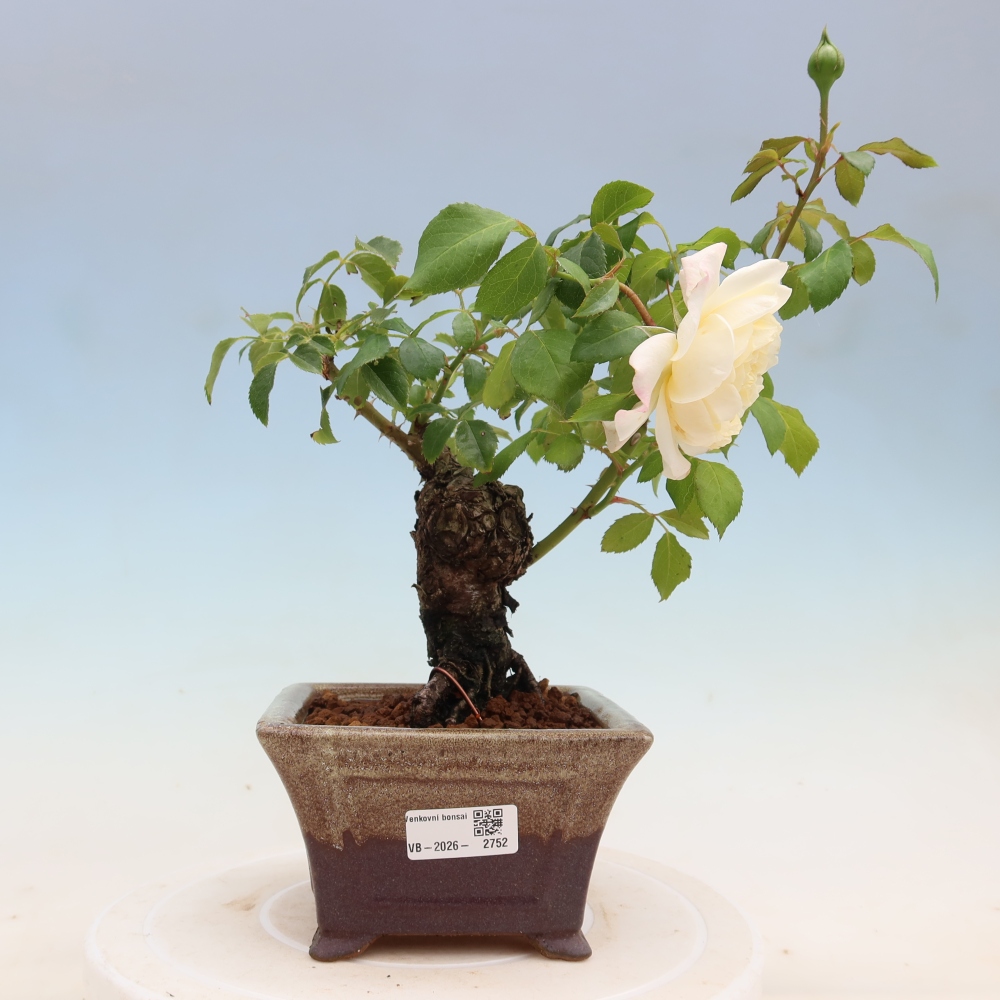Bonsai ogrodowe – Rosa Kordes – róża