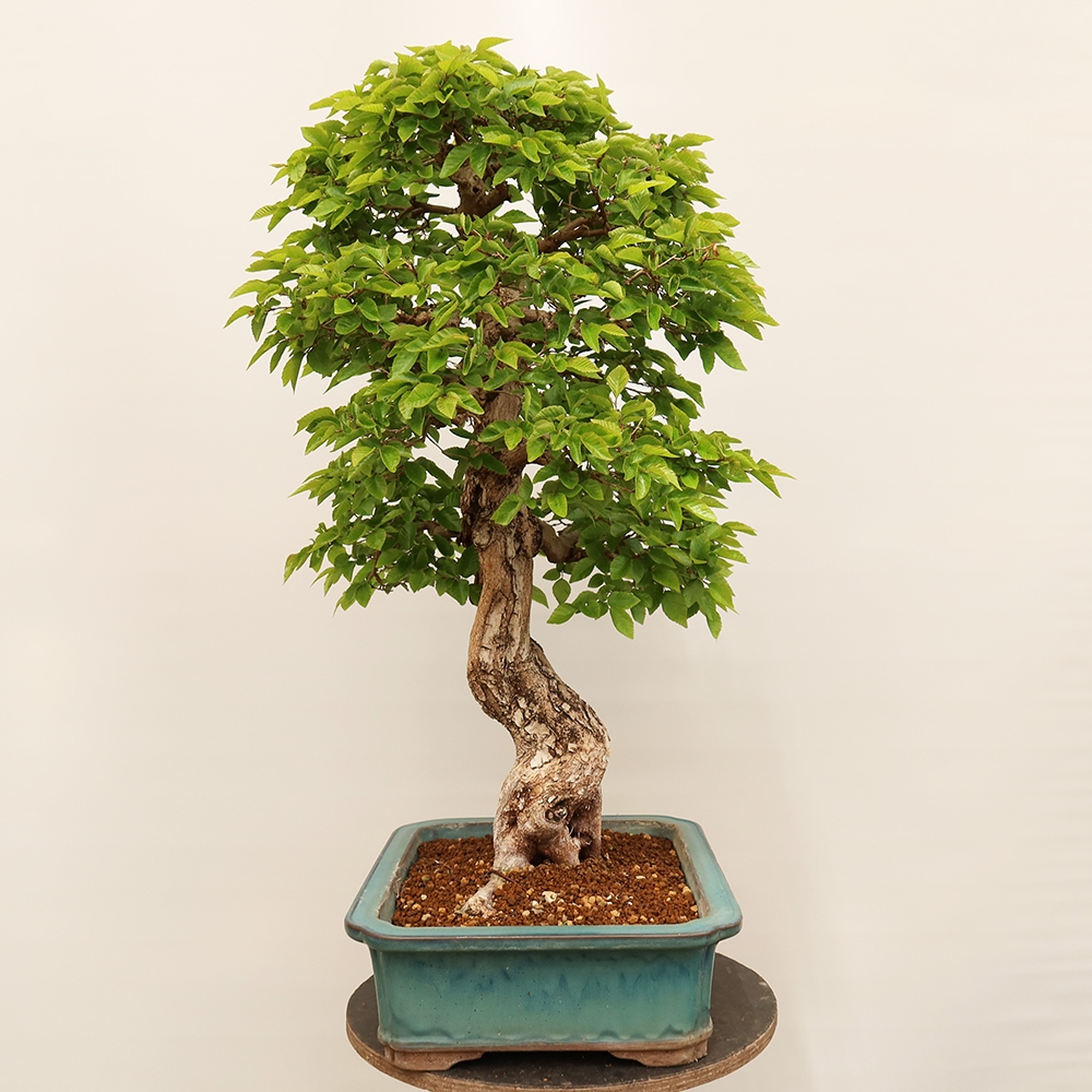 Bonsai plenerowe - Carpinus Coreana - grab koreański