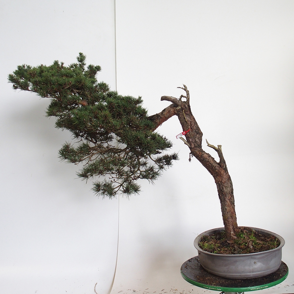 Yamadori - Pinus sylvestris Hiszpania