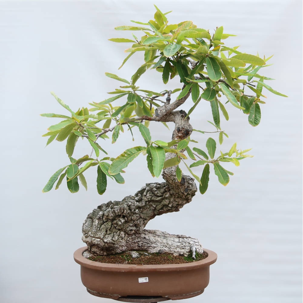 Bonsai ogrodowe – Quercus castaneifolia – Dąb kasztanolistny