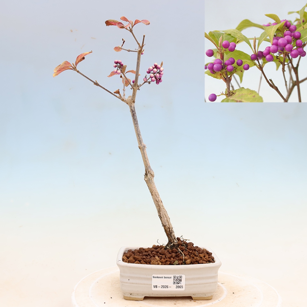 Bonsai ogrodowe – pięknoowocówka – Callicarpa bodinierova ‘Profusion’
