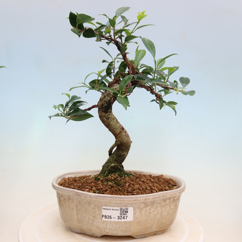 Pokój bonsai - Ficus kimmen - figowiec drobnolistny