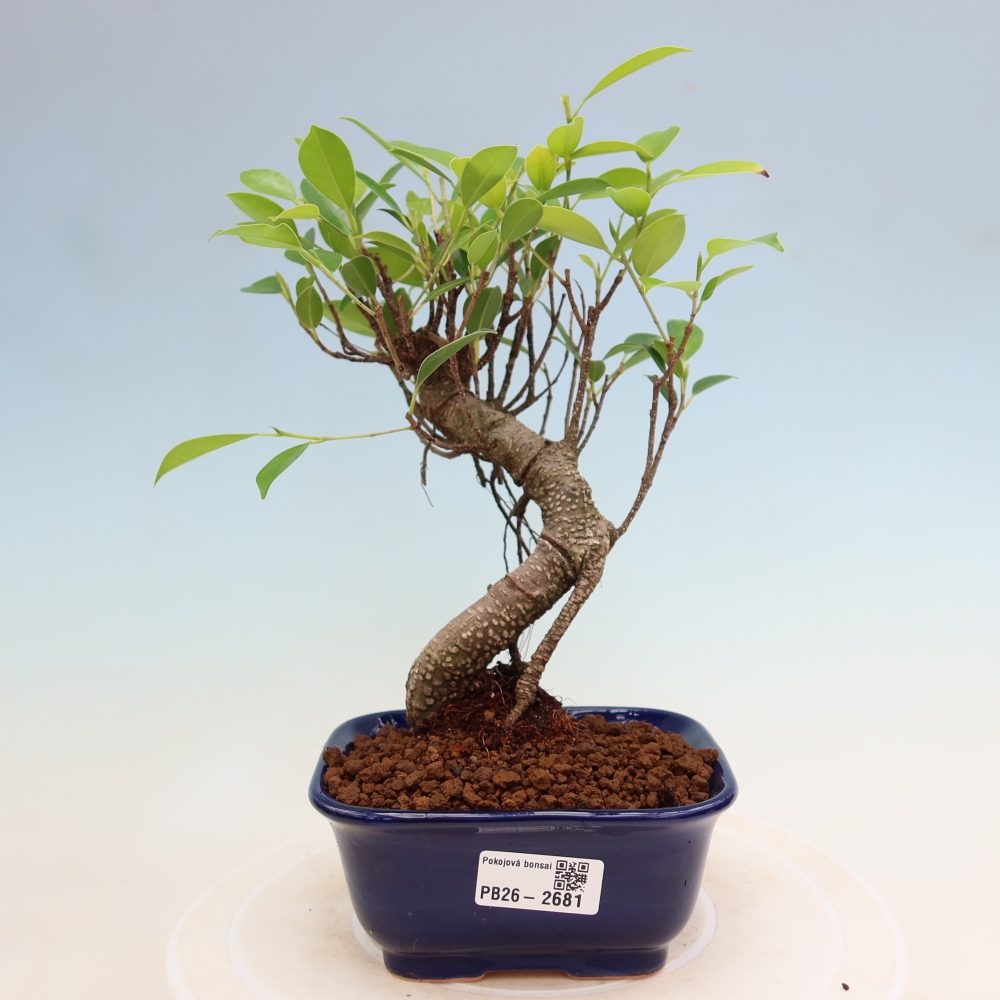 Pokój bonsai - Ficus kimmen - figowiec drobnolistny