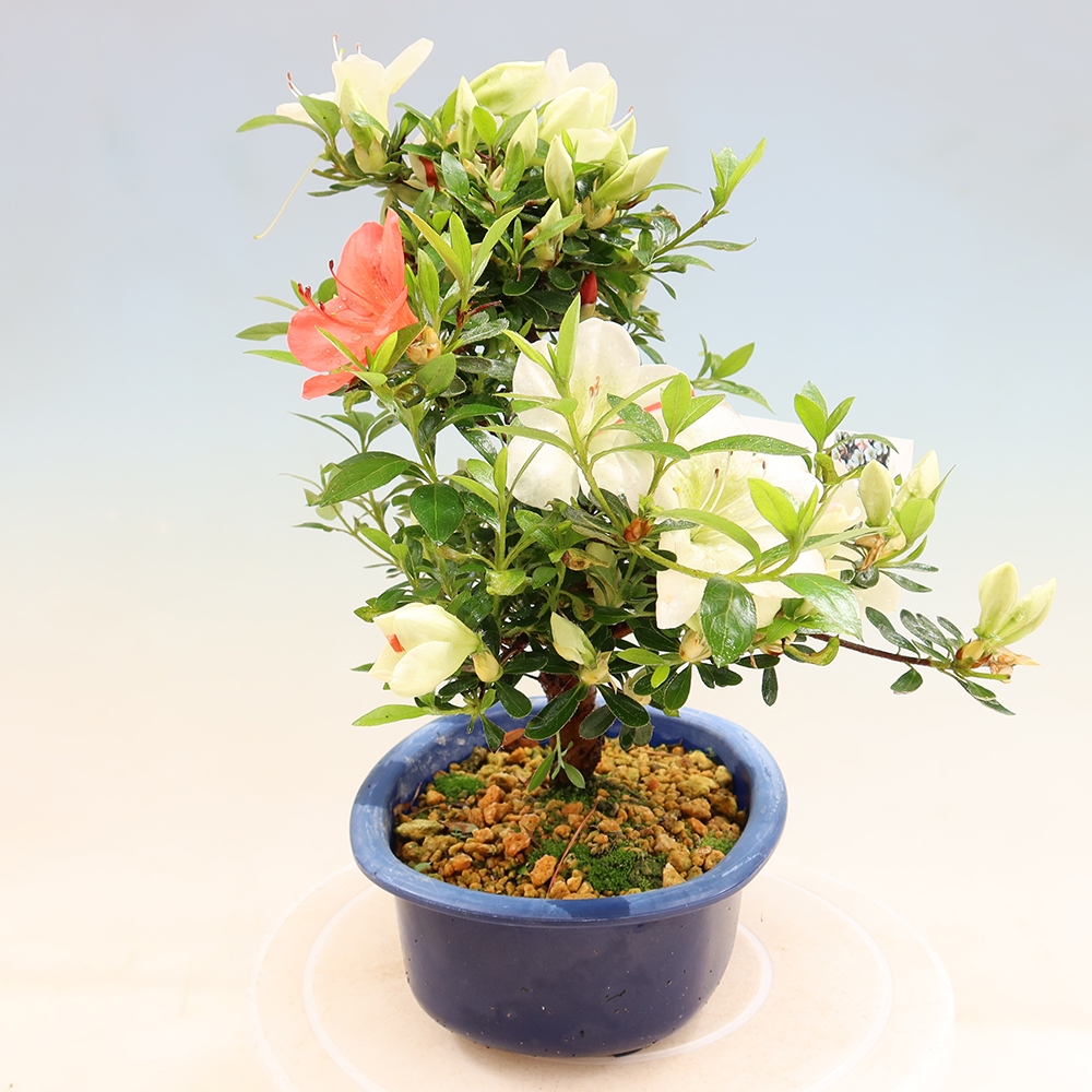 Bonsai zewnętrzne - Azalia japońska - Azalia Asahi-no-izumi