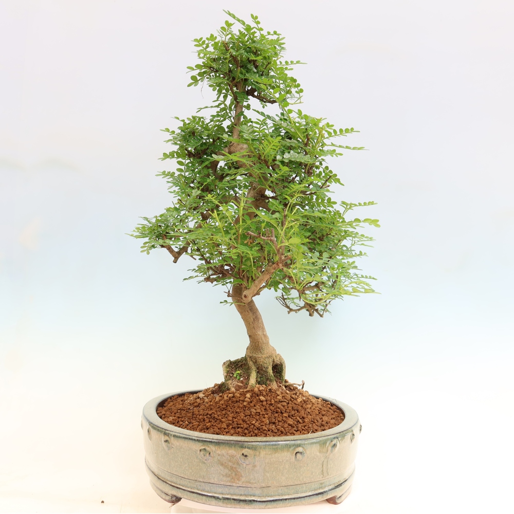 Pokój bonsai - Zantoxylum piperitum - drzewo pieprzowe