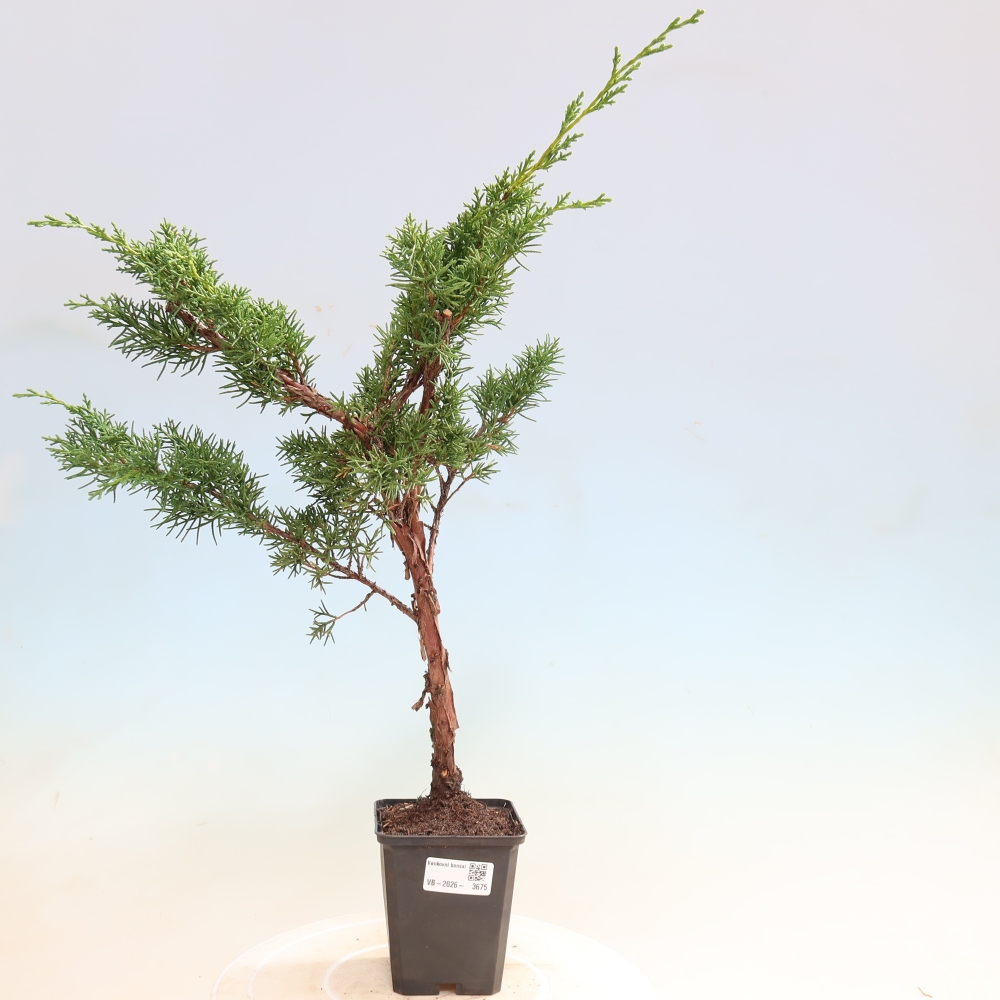 Outdoor bonsai - Juniperus chinensis Kishu