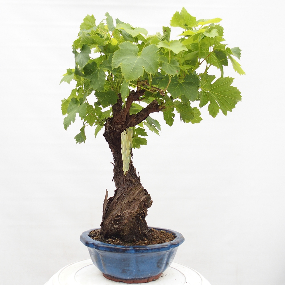 Bonsai plenerowe - Vitis vinnifera MUSKAT ITALIA  - Winorośl