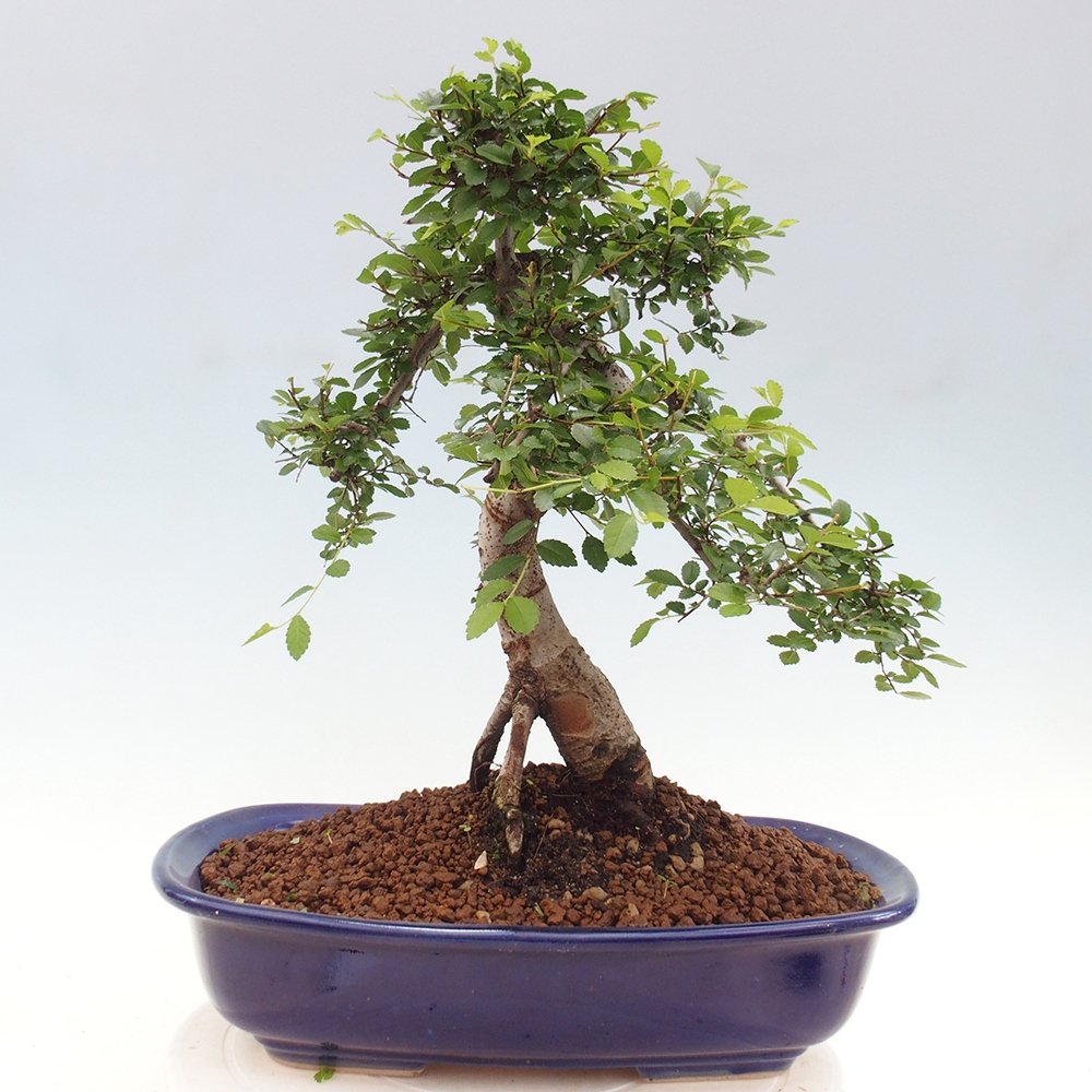 Bonsai wewnętrzne - Ulmus parvifolia - Wiąz drobnolistny