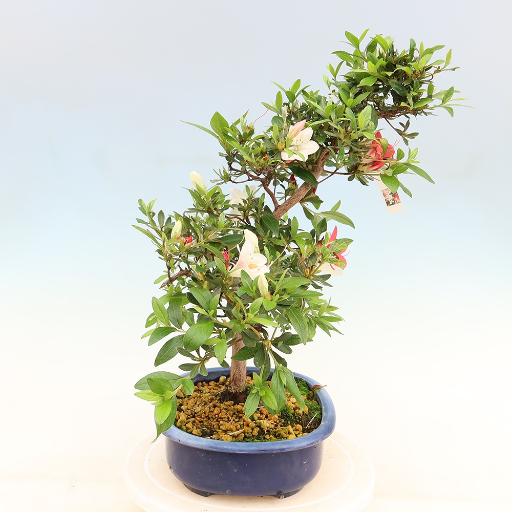 Bonsai zewnętrzne - Azalia japońska - Azalia Senhime