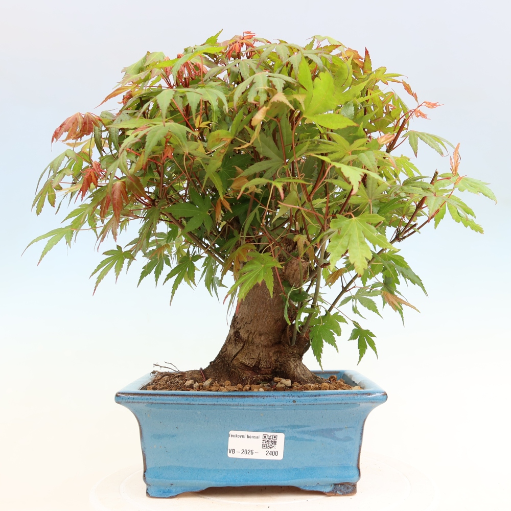 Outdoor bonsai - Klon burgeryjski - Acer burgerianum