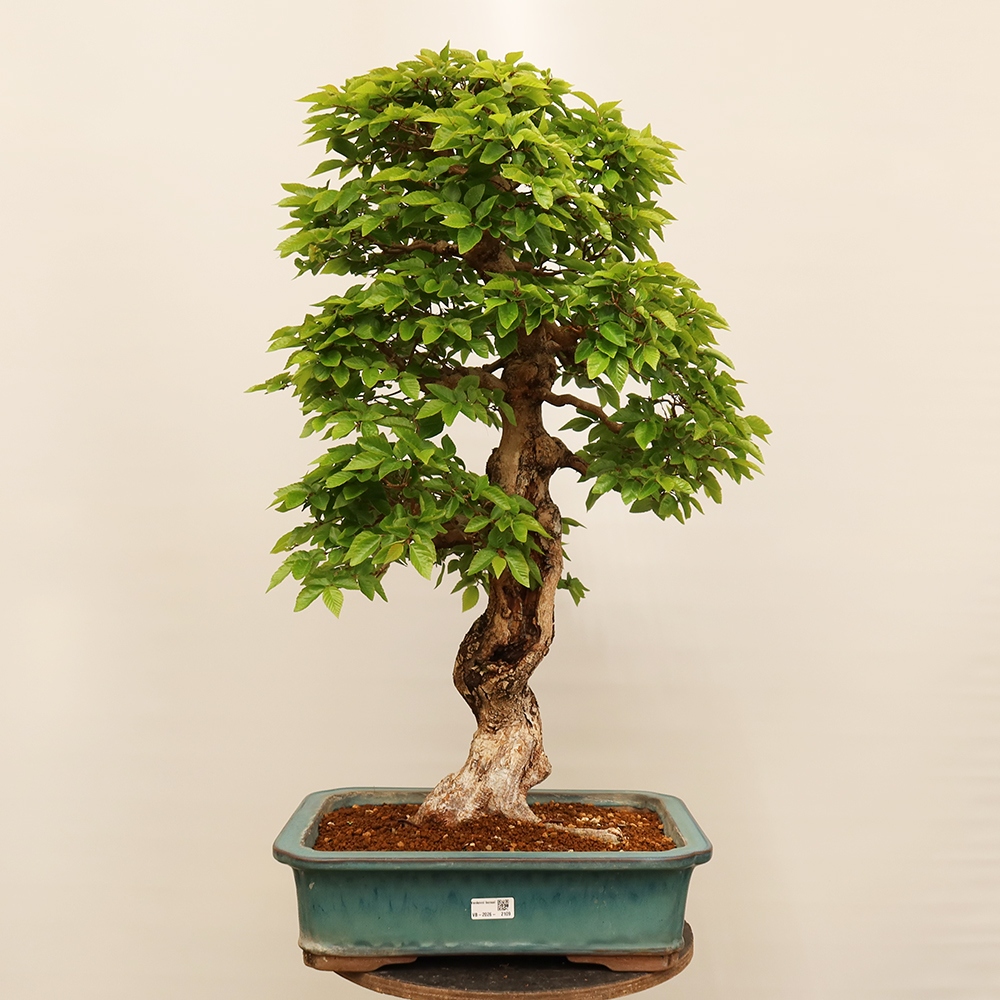 Bonsai plenerowe - Carpinus Coreana - grab koreański