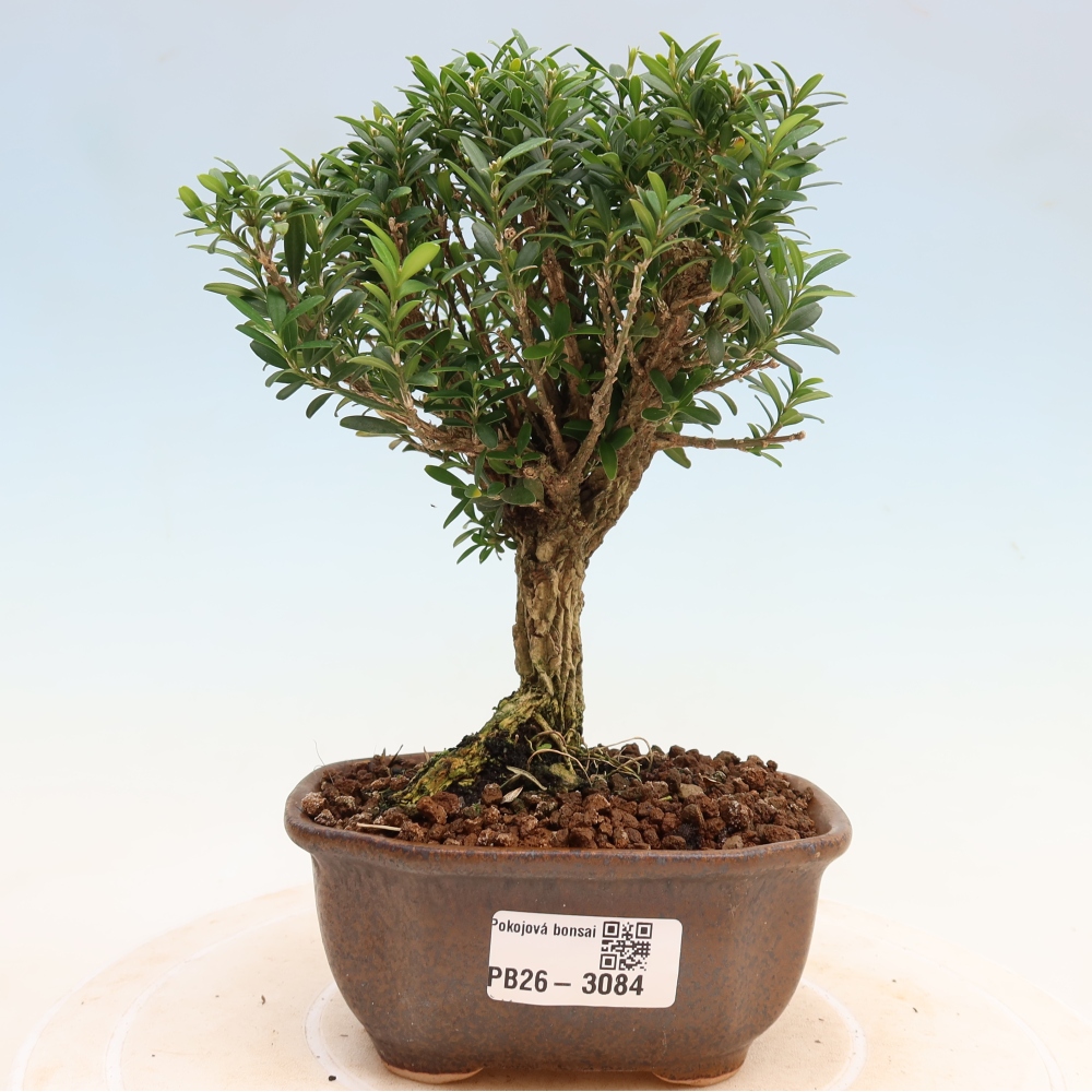 Pokój bonsai - Buxus harlandii - buxus korkowy