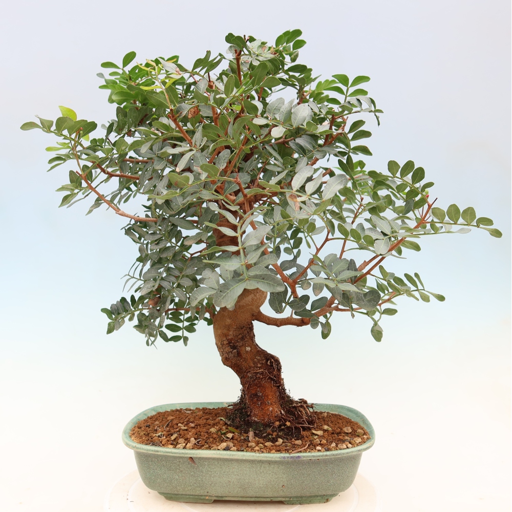 Bonsai pokojowe – Pistacia Lentiscus – Pistacja