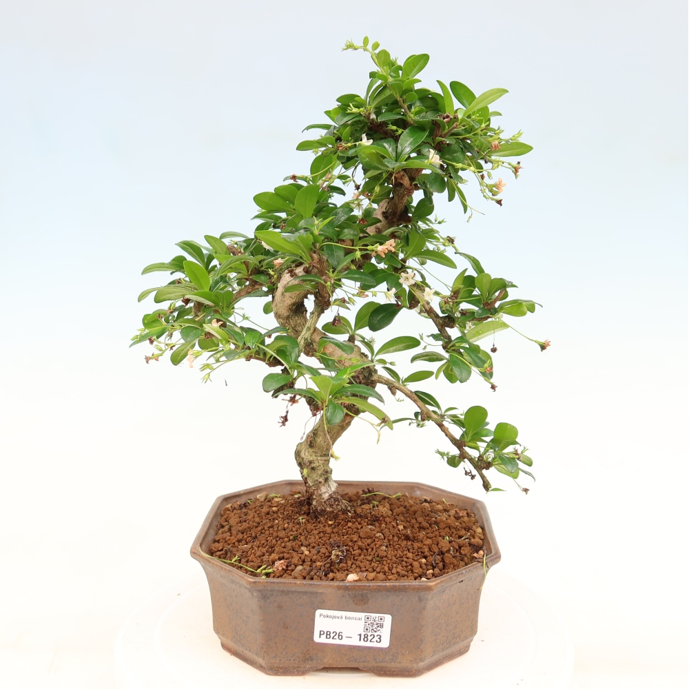 Bonsai pokojowe - Carmona macrophylla - Tea fuki