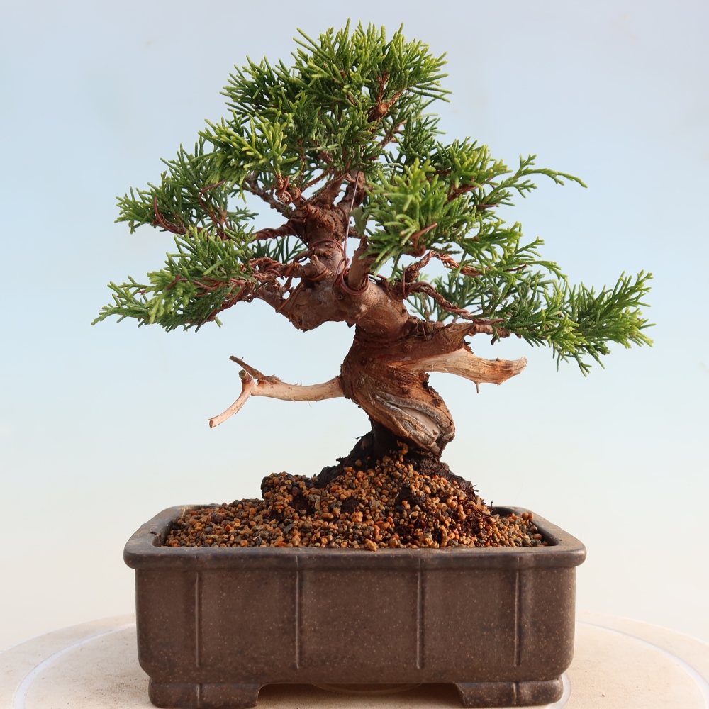 Outdoor bonsai - Juniperus chinensis Itoigawa - Jałowiec chiński