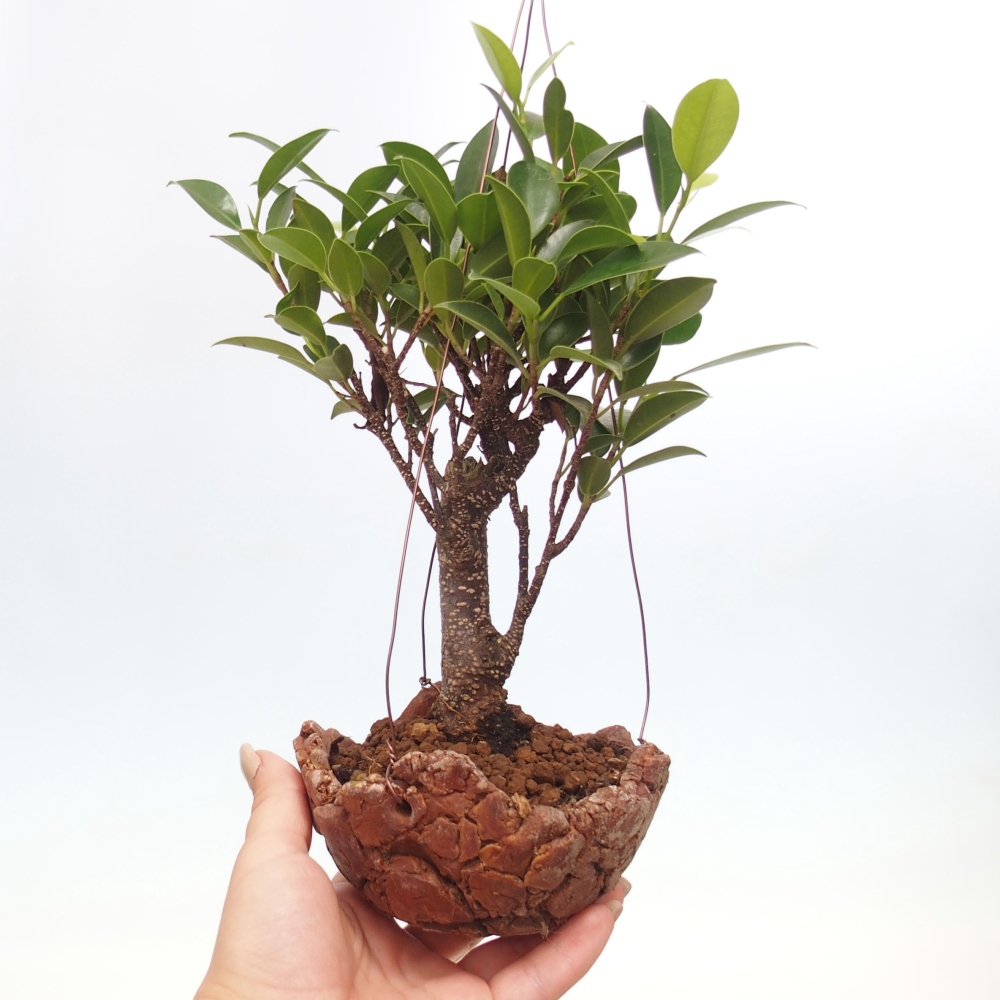 Kokedama w ceramice - figowiec drobnolistny - Ficus kimmen