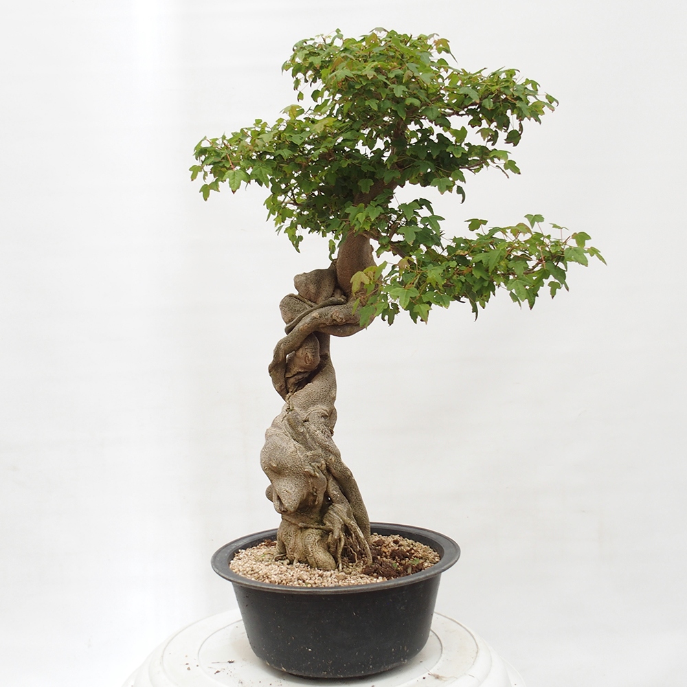Outdoor bonsai - Maple Buergerianum - Burger Maple