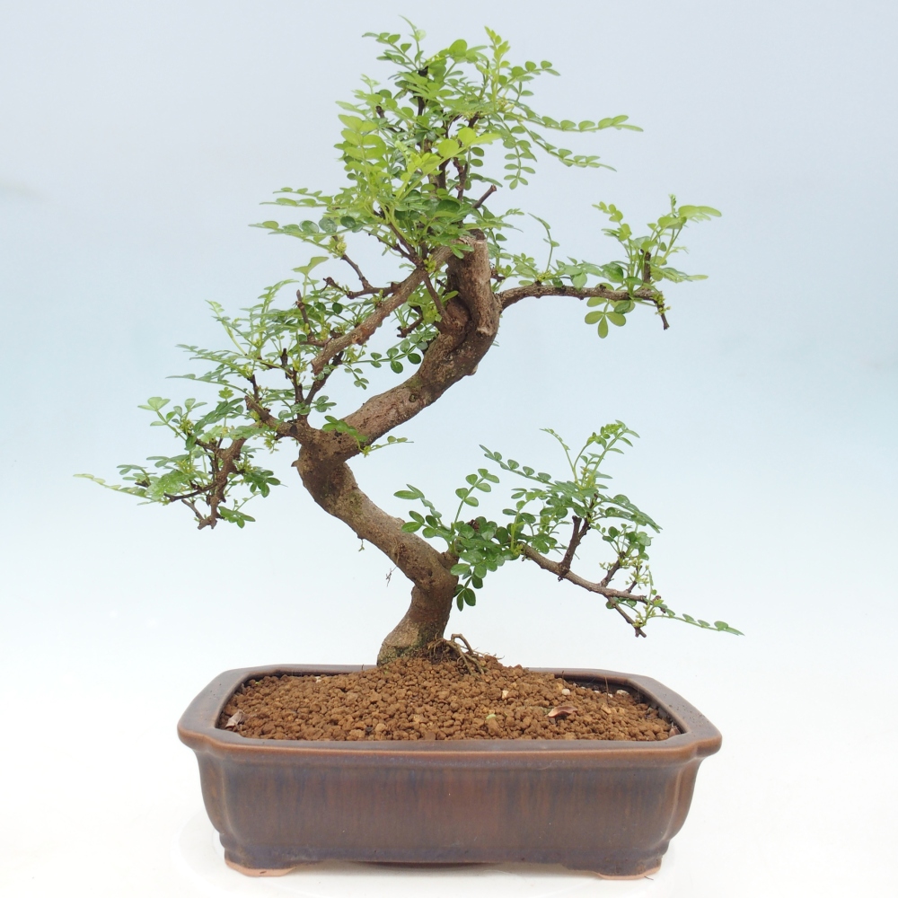 Pokój bonsai - Zantoxylum piperitum - drzewo pieprzowe