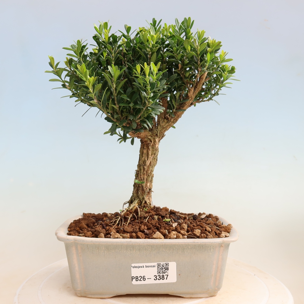 Pokój bonsai - Buxus harlandii - buxus korkowy