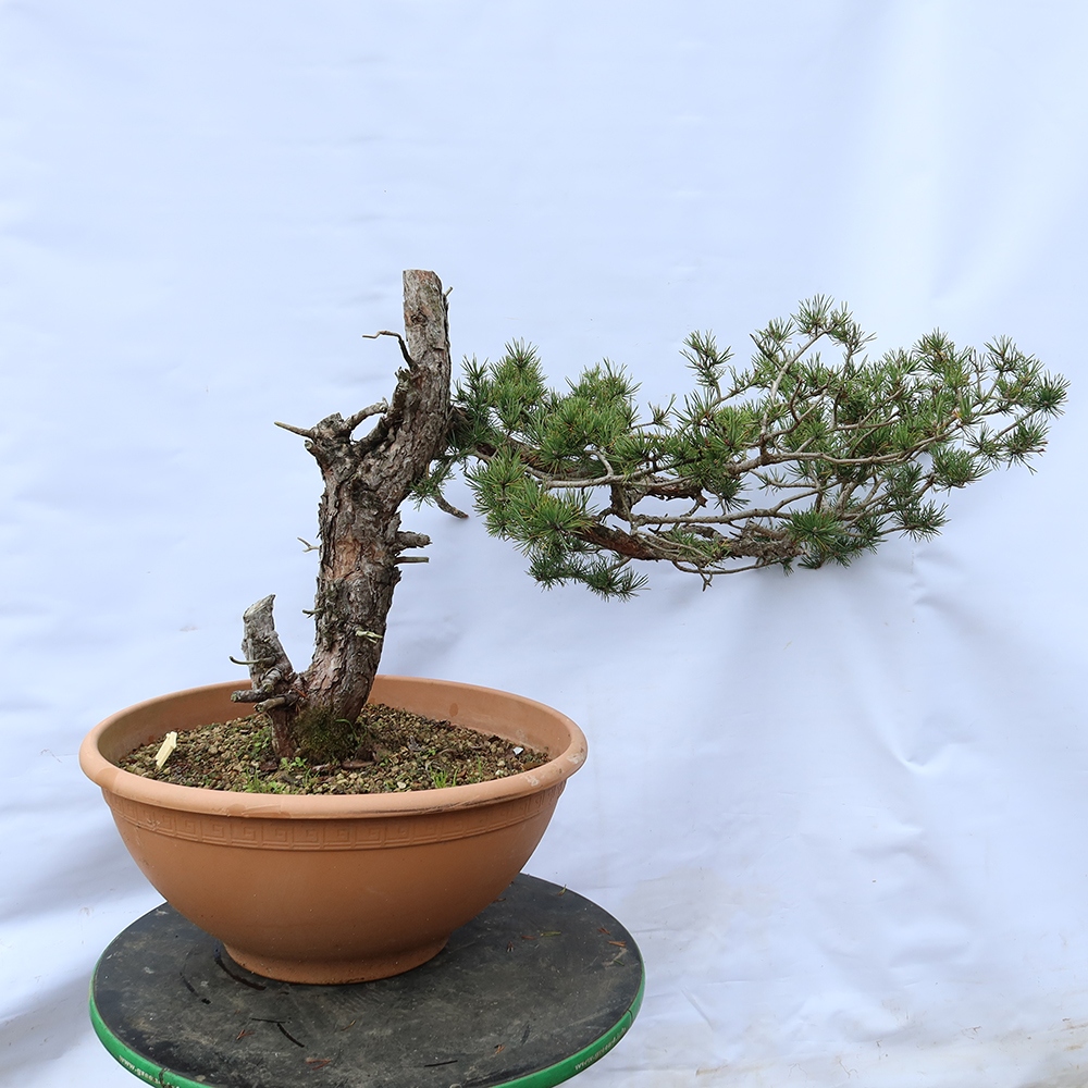 Pinus sylvestris Hiszpania – sosna zwyczajna