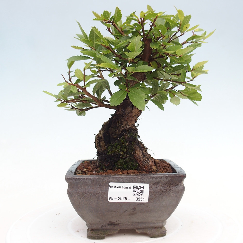 Bonsai zewnętrzne - Zelkova - Zelkova NIRE